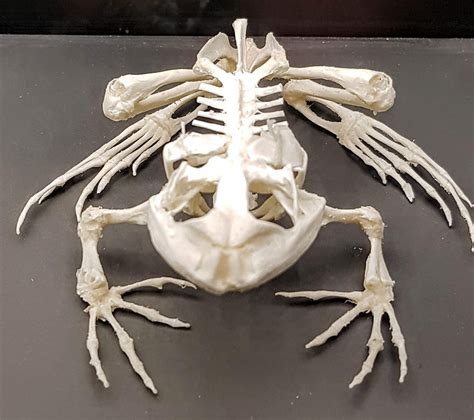 Frog Skeleton Amphibian - Free photo on Pixabay - Pixabay