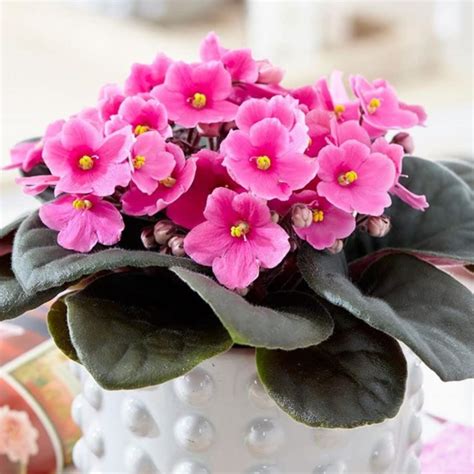 Amazon.com : African Violets Live Plants Houseplants, Light Pink ...