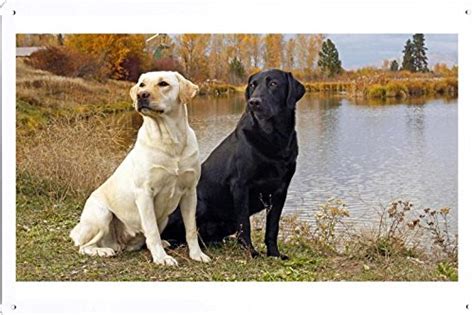 Tin Poster (20x30cm) of Labrador Retriever 4643 by Global Animal Sign ...