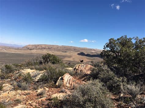 Image result for Loop Pimple