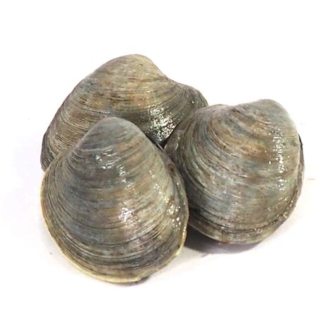 Image result for Clam with a Very Sharp Shell