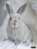 Image result for Cute White Bunny Left Side View