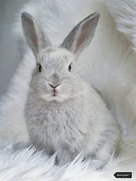 Image result for Pink White Baby Bunnies