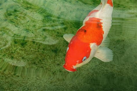 Image result for Top View Cod Fish