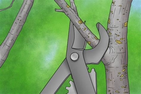 How to Use Loppers 的图像结果