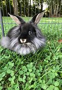 Image result for Mini Lop Rabbut