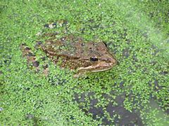 Image result for Painting Frog Eyes