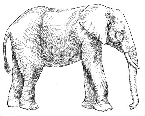 Simple Line Drawing Elephant at PaintingValley.com | Explore collection ...