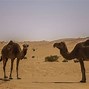 Image result for Camel