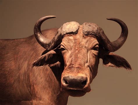 Ox | Smithsonian Photo Contest | Smithsonian Magazine