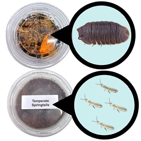 10 Cubaris Murina Isopods 8oz Coco Temperate Springtails Live Arrival ...