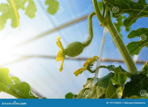 Watermelon Flower Male Female