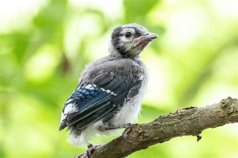 Baby Blue Jays: All You Need to Know