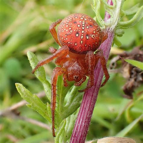Download Vibrant Red Spider Macro Shot Wallpaper | Wallpapers.com