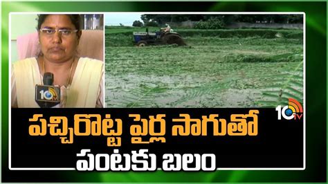 Green Manure Cultivation : భూసారం పెరిగేందుకు దోహదపడుతున్న ...