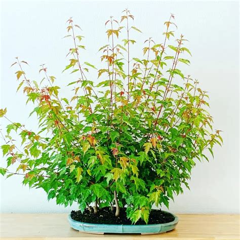 Japanese Maple Bonsai (Acer palmatum) Care Essentials