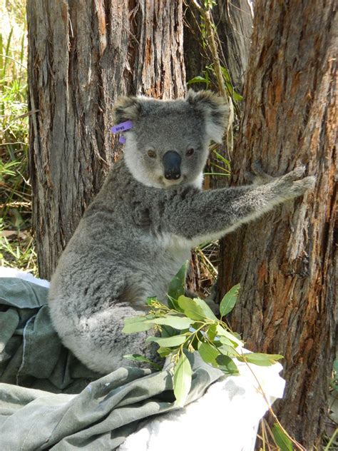 Contact | KOALAS IN CARE INC