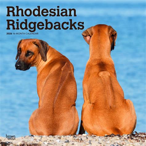 2026 BrownTrout Rhodesian Ridgebacks 12" x 12" Monthly Wall Calendar ...