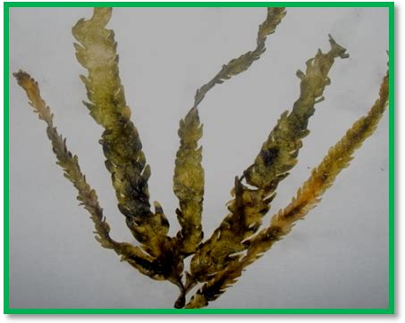 Fig. 1: Morphology of green Seaweed Caulerpa scalepelliformis ...