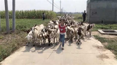 夫妻俩为陪孩子返乡创业养羊，7岁女孩成羊群“领头羊”_一手Video-梨视频官网-Pear Video