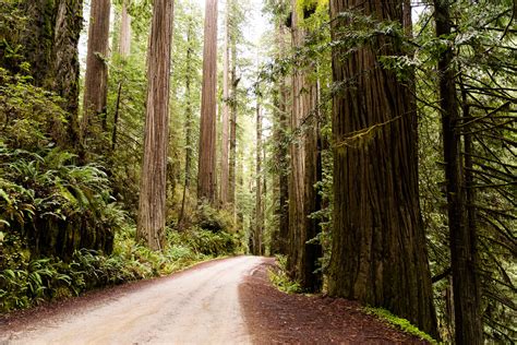 6 Incredible Scenic Drives To Take Through The Redwoods National and State Parks - That One ...