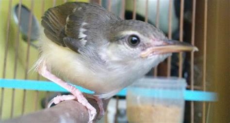 merawat ciblek anakan - Featured Image