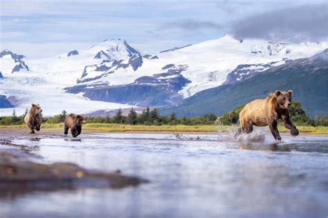 アラスカ 州 シャチ に対する画像結果