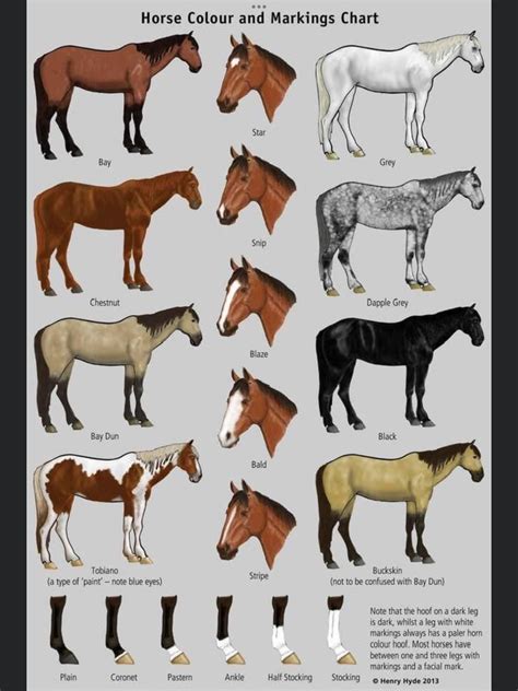 Types Of Horse Colors And Markings at Imogen Parry-okeden blog