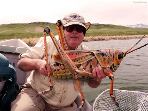 Biggest Grasshopper 的图像结果