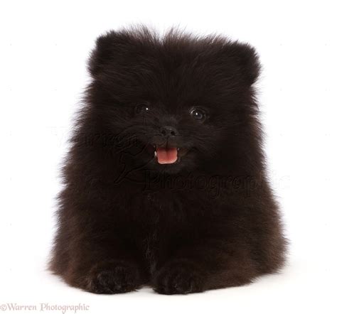 Black Puppy Pomeranian