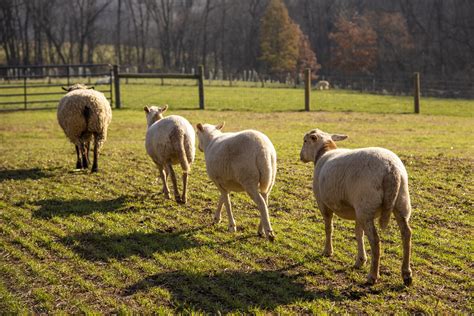 Visit-bottom-photo - Lancaster Farm Sanctuary