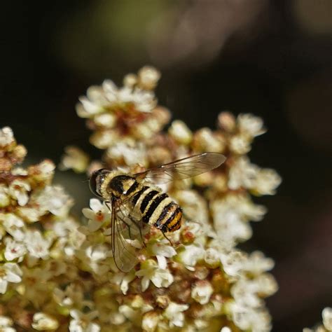 Hemipenthes inops from Featherly Regional Park, CA, USA on May 30, 2022 ...