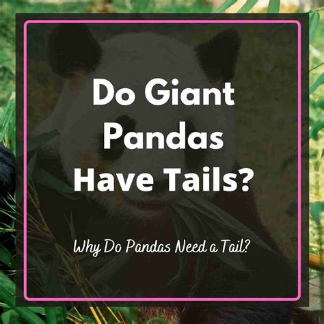 Do Giant Pandas Have Tails? (4 Things You Should Know) – BestofPanda