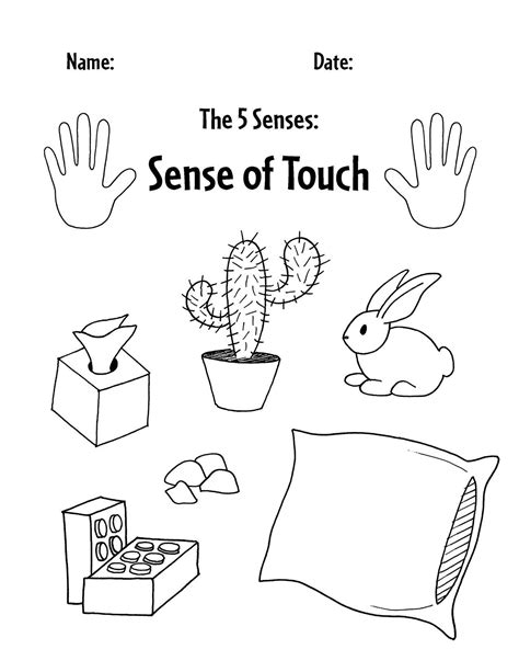 The 5 Senses Worksheets for Preschool ⋆ The Hollydog Blog | Kids worksheets preschool, Science ...