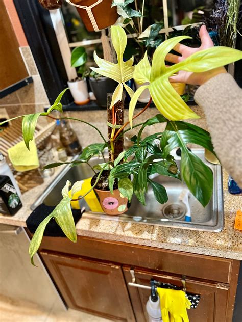 My Philodendron Florida Ghost 👻 : r/philodendron