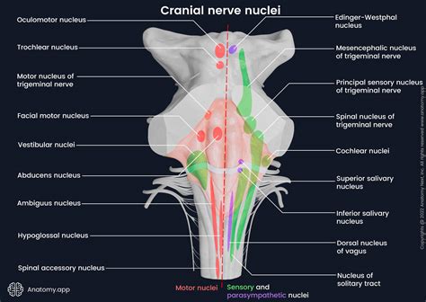 Cranial Nerves Brainstem Dorsal