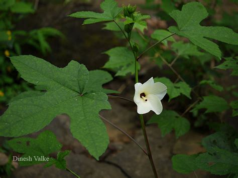 India Flora Online