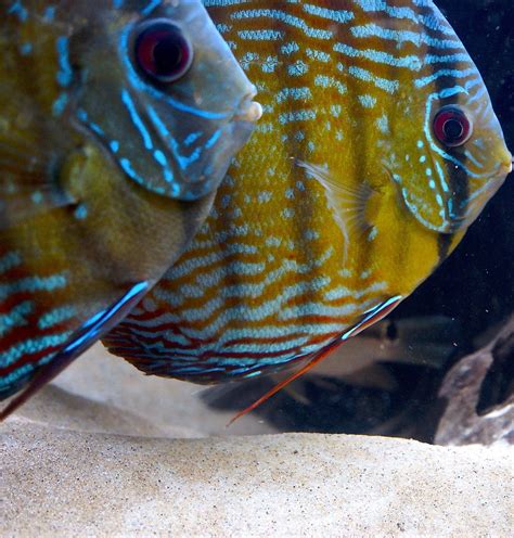 Image result for Discus Tropical Fish