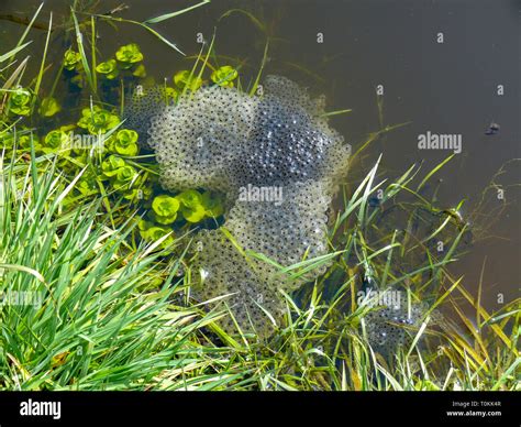 Frog eggs in water hi-res stock photography and images - Alamy