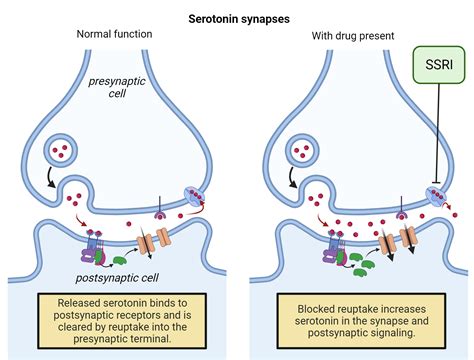 14.3: Psychotherapeutics - Social Sci LibreTexts