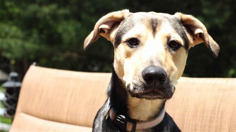 Cocker Spaniel Beagle Lab Mix