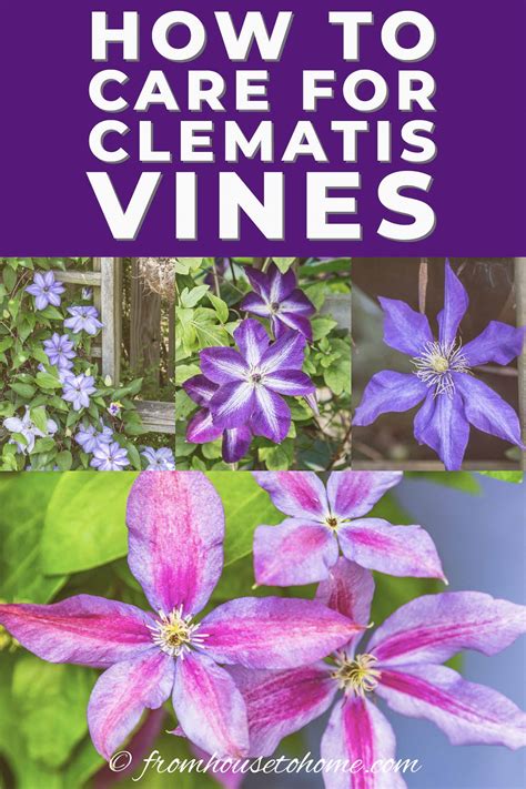 Clematis Vine Care: Planting, Growing and Pruning Tips