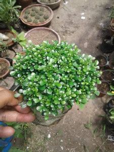 PUNARVA Murraya Paniculata Plant Price in India - Buy PUNARVA Murraya ...