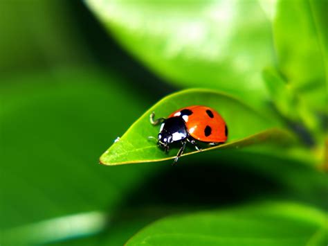 Image result for Ladybug Cartoon Desktop Background