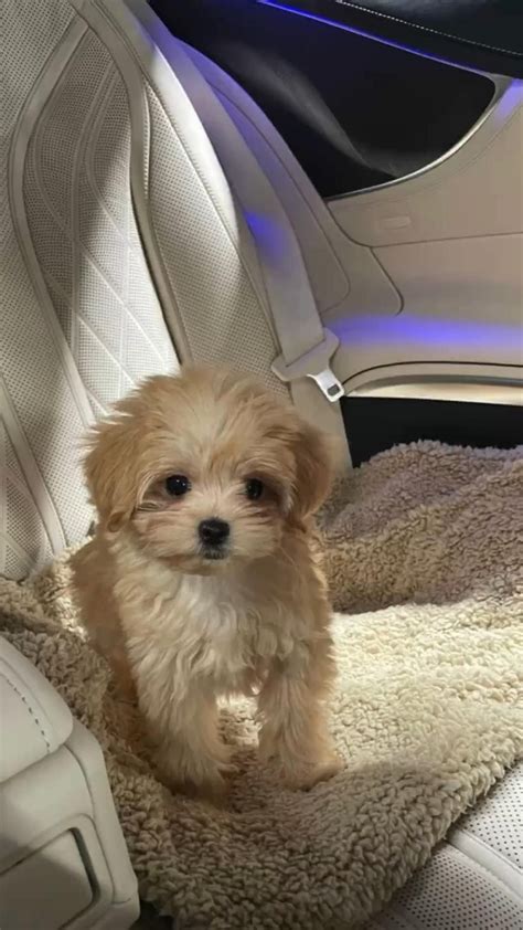 Newborn Cavapoo 的图像结果