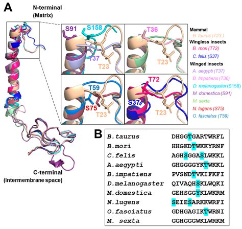 Cytochrome c Oxidase at Full Thrust: Regulation and Biological ...