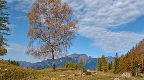 Download wallpaper 1920x1080 tree, mountains, grass, sky, autumn full ...
