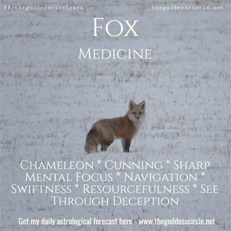 Fox Medicine 🦊 | Animal totem spirit guides, Spirit animal totem, Fox ...