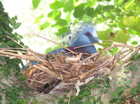 Pigeon on Nest - Photo by Theresa