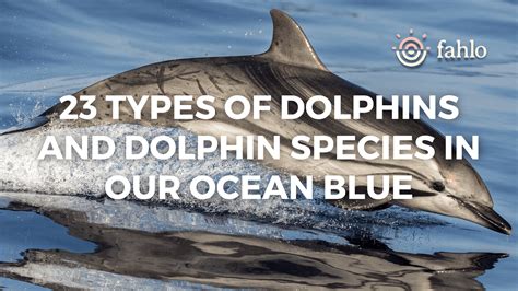 Types Of Dolphins